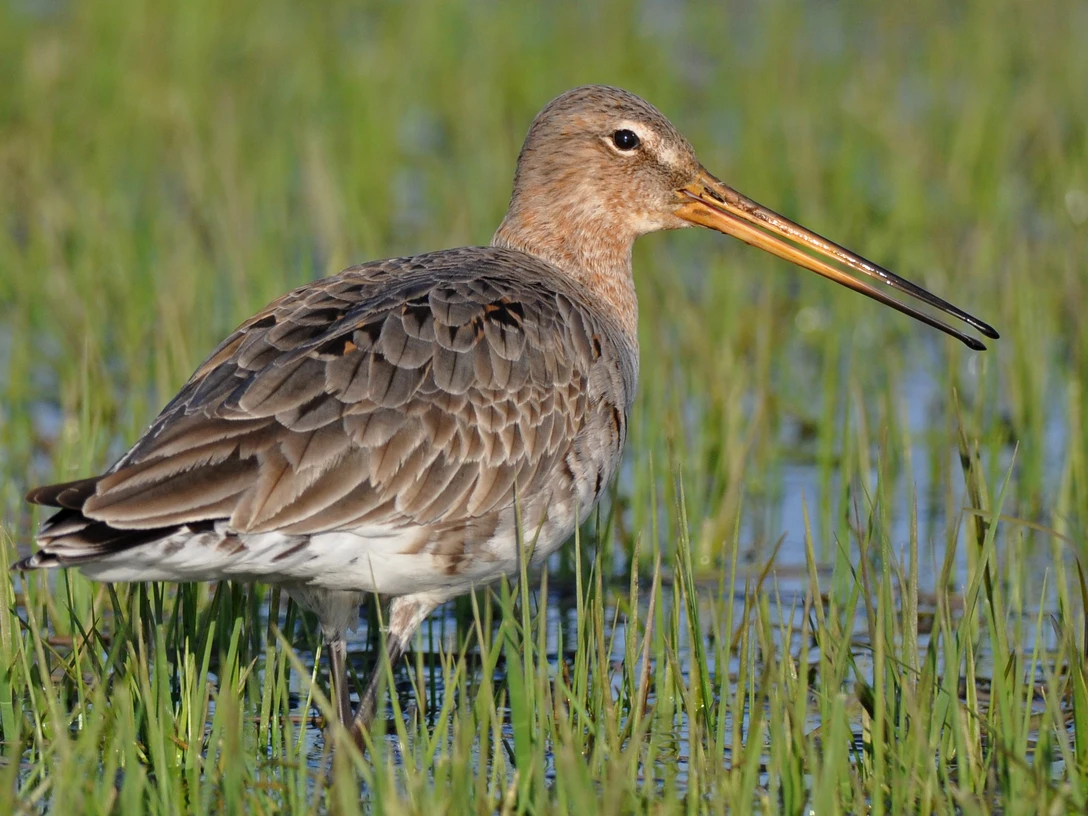 Uferschnepfe im Moor