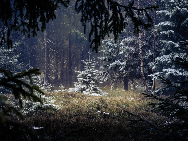 Fichten im Harzer Winter Fichten im Harzer Winter