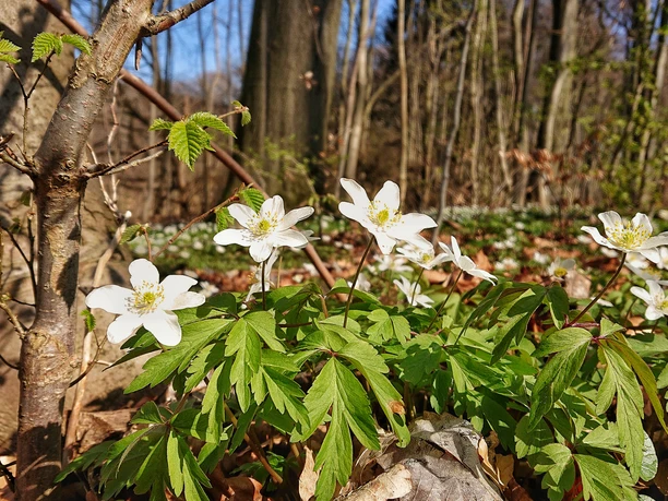 Frühling im Buchenwald