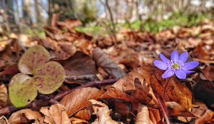 Frühjahr_Blüte_Laub