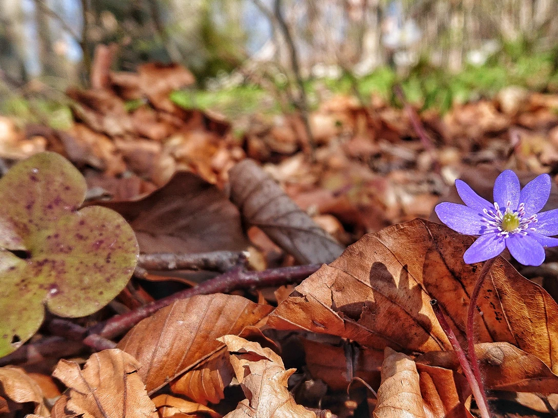 Frühjahr_Blüte_Laub