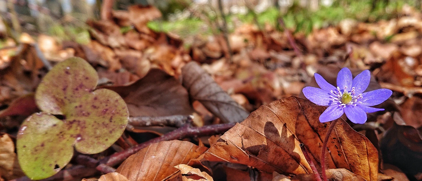 Frühjahr_Blüte_Laub