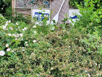Hafen Getmold Holzbord mit Rad und muscheldekorierter Schrift vor dichtem Grün, blühende Rosensträucher davor.