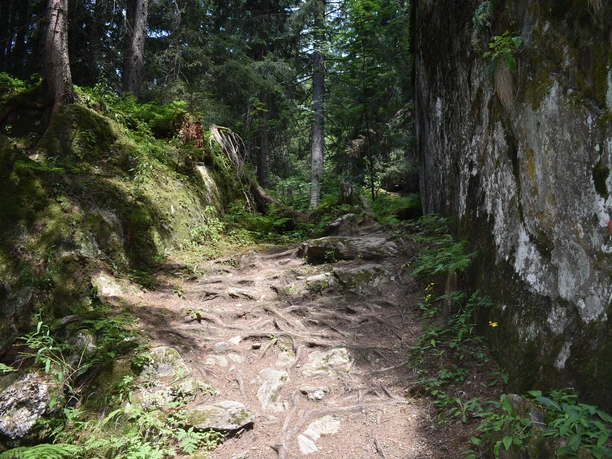 Wanderweg im Wald