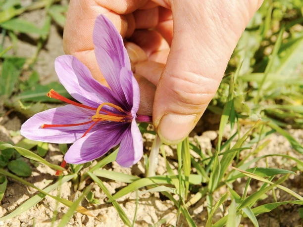 Safranblüte