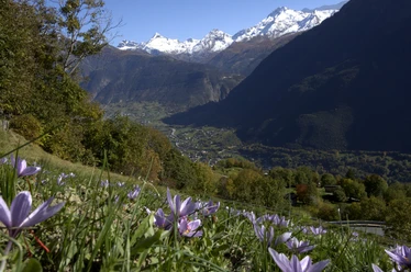 Safranblüten