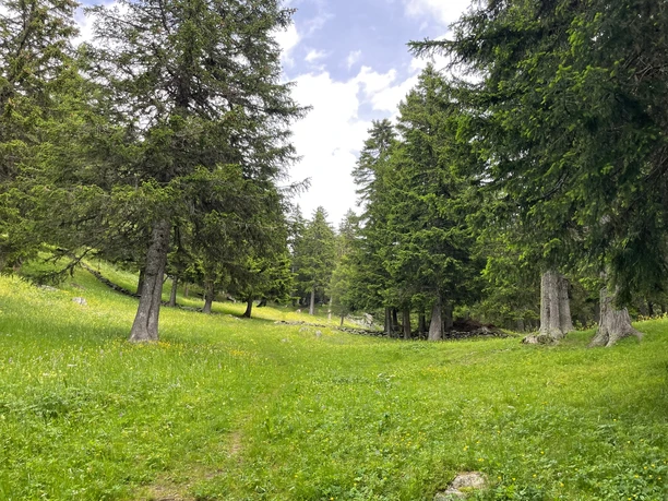 Horumattewald