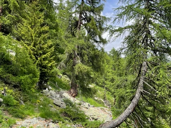 auf dem Wäg zum Bättchrizji