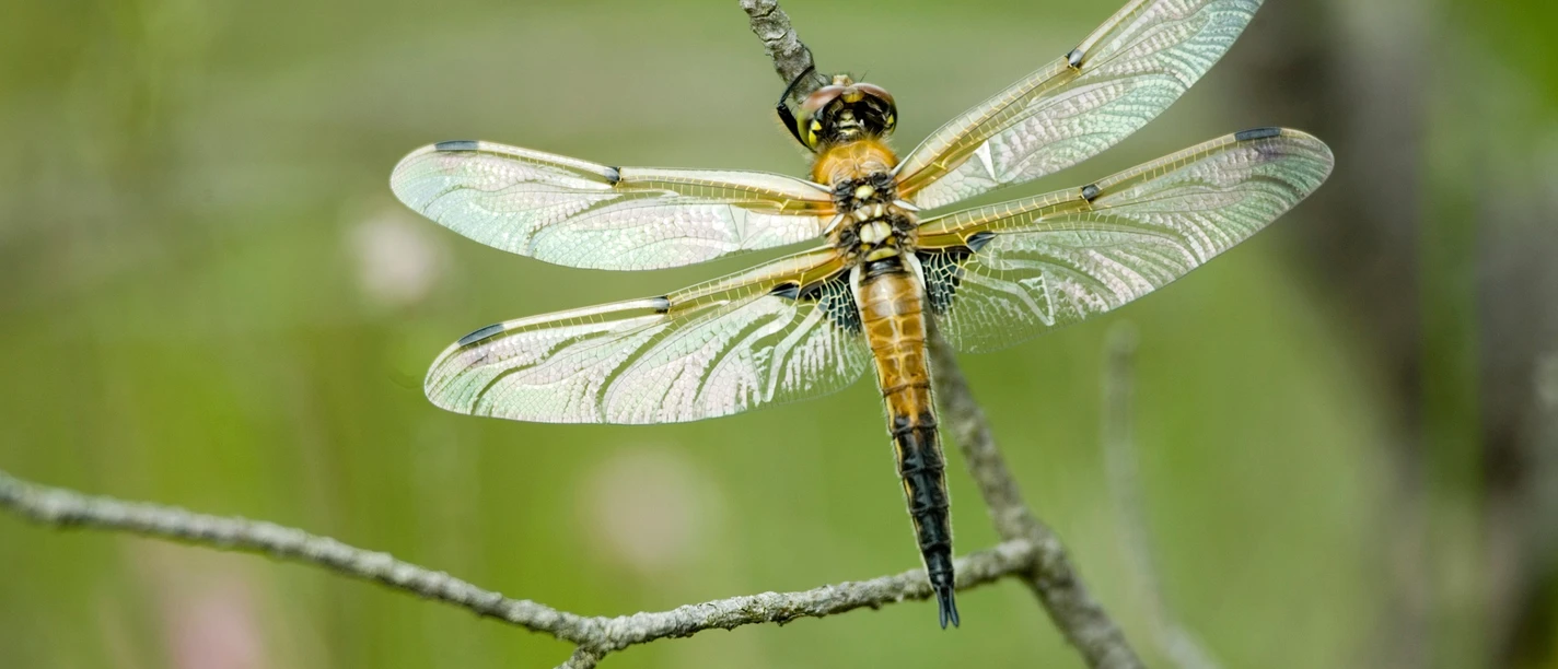 Schwarze Heidelibelle