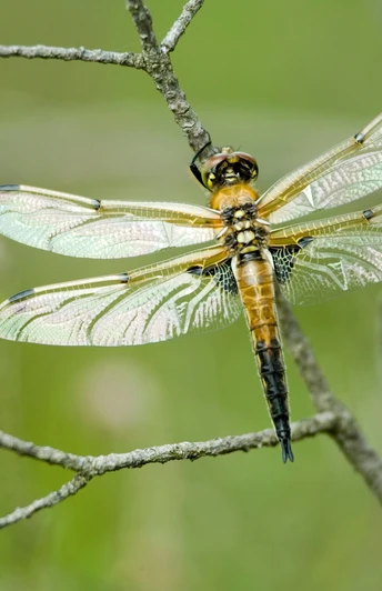 Schwarze Heidelibelle