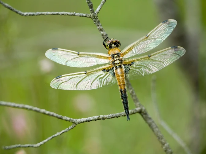 Schwarze Heidelibelle