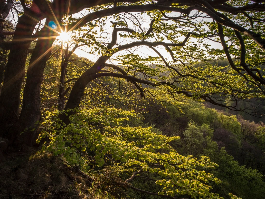 Wald Naturschutzgebiet Hohenstein