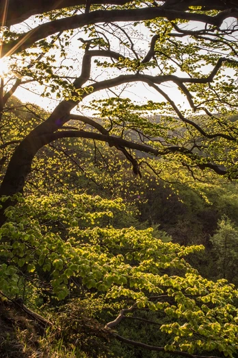 Wald Naturschutzgebiet Hohenstein