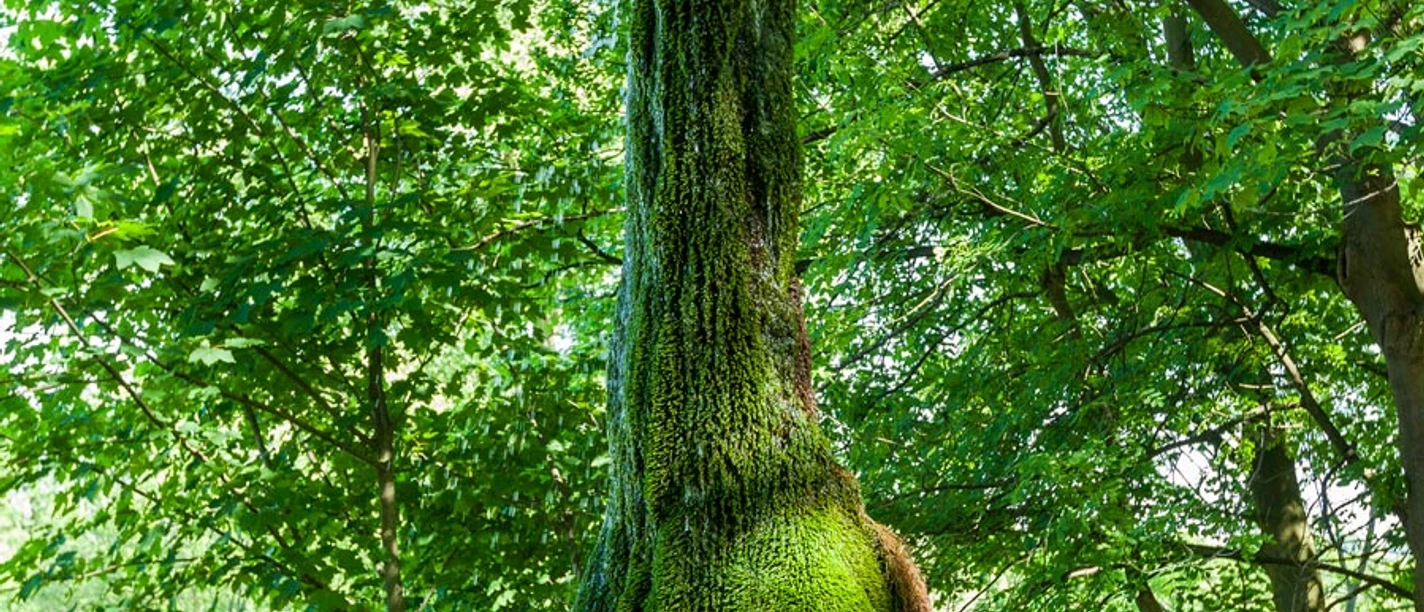 Wasserbaum Wasserbaum