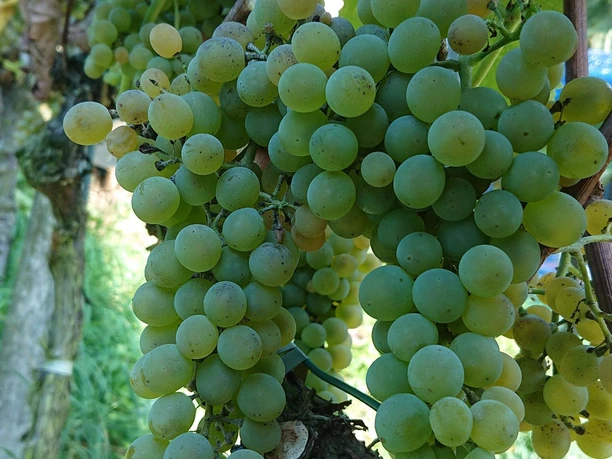 Weintrauben