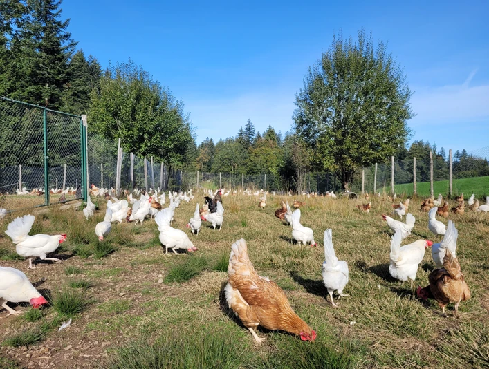 Geflügelhof Vorderschwändi