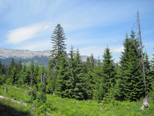 Waldgenossenschaft oberes Entlebuch