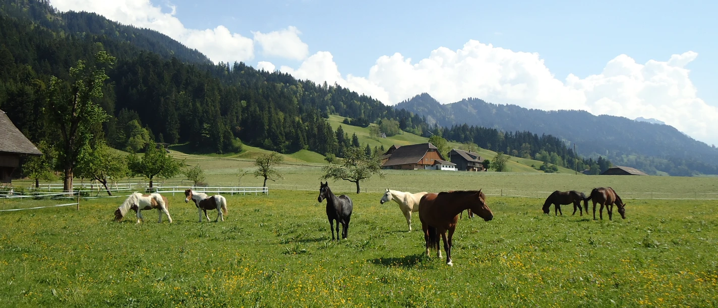 Die Pferde auf der Wiese in Marbach