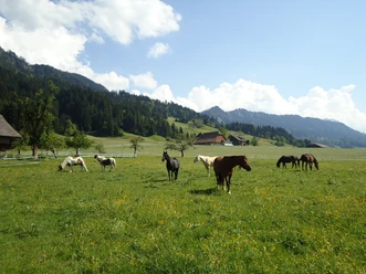 The horses in the meadow in Marbach
