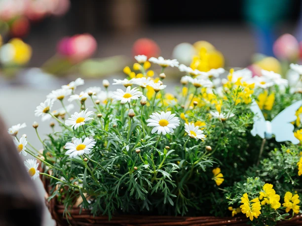 Das Monheimer Frühlingsfest Weiße Margeriten und gelbe Blumen in einem Korb, umgeben von bunten, unscharfen Frühlingsblumen.