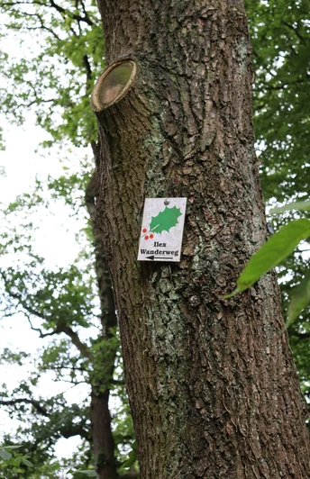 Ein Baumstamm trägt ein Schild mit der Aufschrift "Ilex Wanderweg", verziert mit einem Stechpalmenblatt.