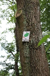 Ilex Wanderweg Kennzeichnung Ein Baumstamm trägt ein Schild mit der Aufschrift "Ilex Wanderweg", verziert mit einem Stechpalmenblatt.