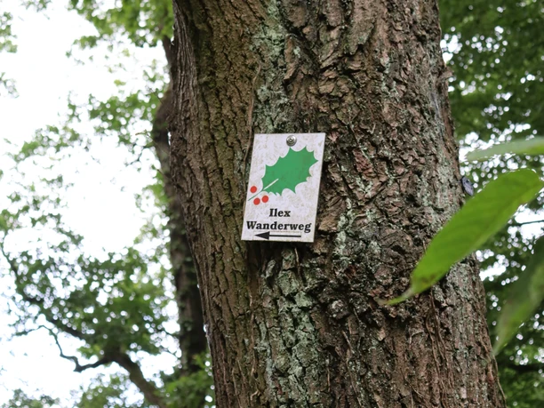 Ilex Wanderweg Kennzeichnung Ein Baumstamm trägt ein Schild mit der Aufschrift "Ilex Wanderweg", verziert mit einem Stechpalmenblatt.
