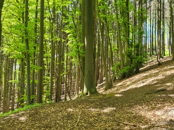 Grüner Laubwald auf einem sanften Hügel, wohin ein Wanderpfad durch hohe Bäume führt.