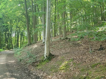 Waldweg im Wiehengebirge mit hohen Bäumen und grünem Blätterdach, bedeckt von Sonnenlicht.