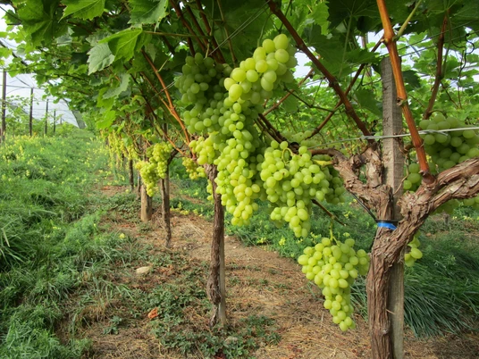 Kulinarik-Regionale Produkte-Weintrauben Solaris-Willisauer Pausenhof-Willisau-EG-2.jpg