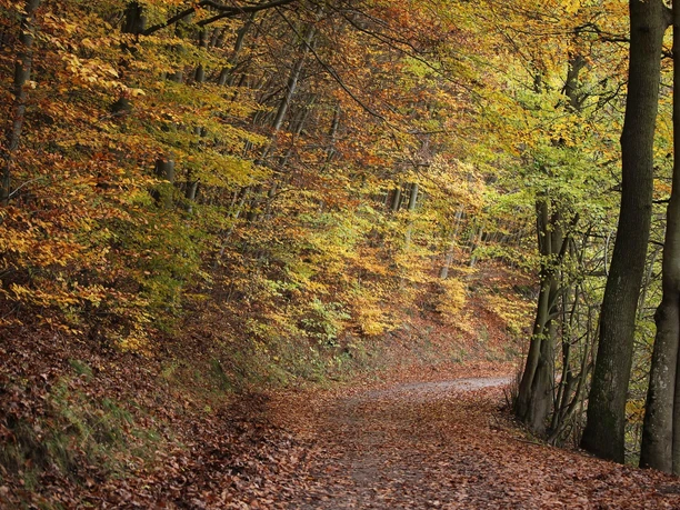 Wald bei Rurberg