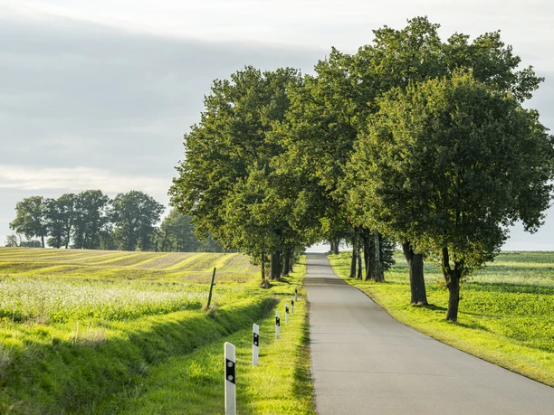 Landschaft in der Ostheide Landschaft in der Ostheide