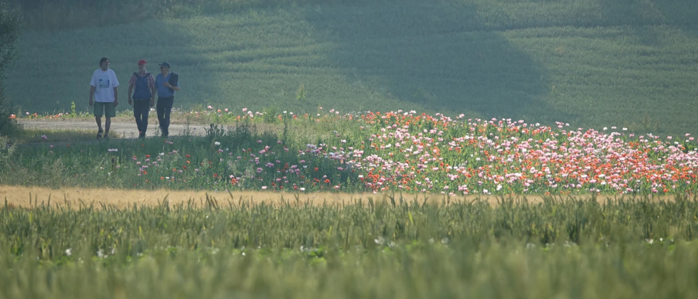 Spaziergänger zu Beginn der Mohnblüte