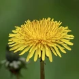 dandelion 8010882 640