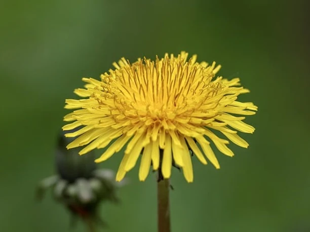 dandelion 8010882 640