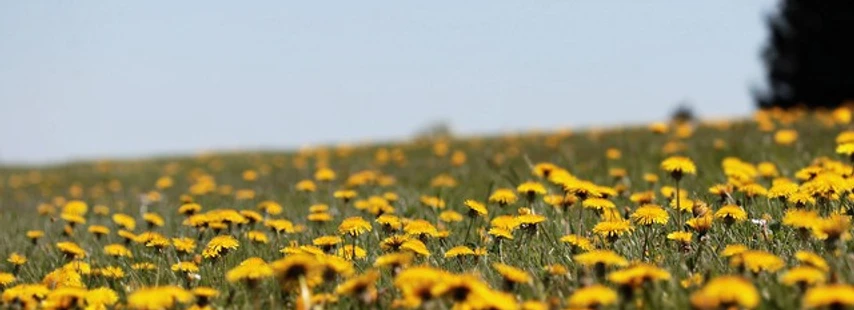 dandelion 3381676 640