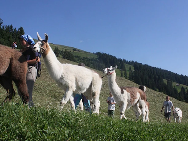 Lamatrekking auf der Alp Stillaub