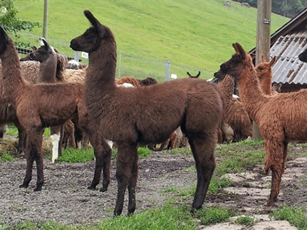 Unterwegs mit den Lamas