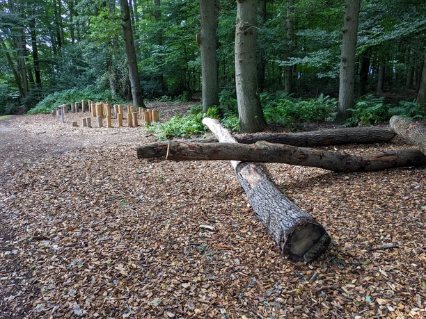PXL_20220917_102310742.jpg Holzstämme und Baumstümpfe als Spiel- und Balancierstation im Wald zwischen hohen Bäumen.