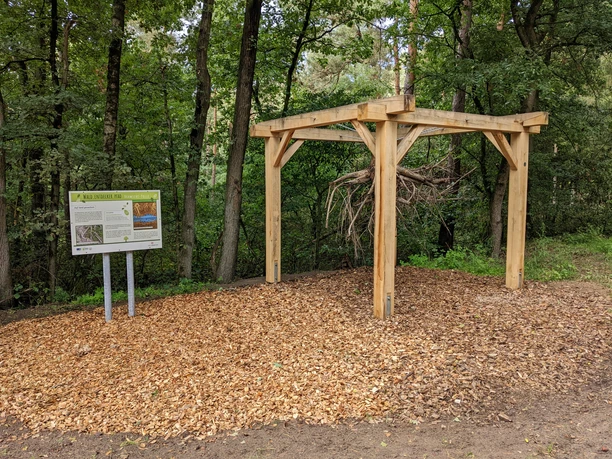 PXL_20220917_102752030.jpg Holzkonstruktion mit Wurzeldisplay und Infotafel im Wald des Naturlehrpfads Bramsche-Polle.