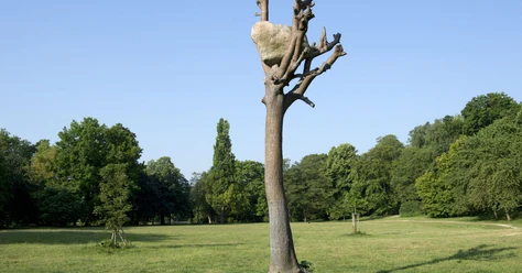 Penone-Baum.jpg