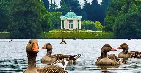Schwaneninsel_conrad.jpg