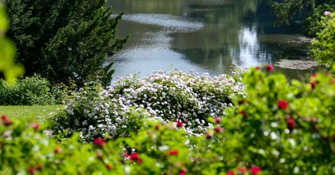 Roseninsel-mit-Blick-auf-den-Lac-1.jpg