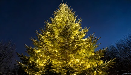 Firefly Nahaufnahme eines beleuchteten Weihnachtsbaums ohne Schmuck 31265.jpg