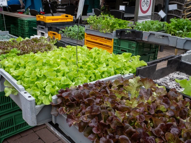 Gartenbaubetrieb Ernst Plagge Salatauswahl an einem Marktstand