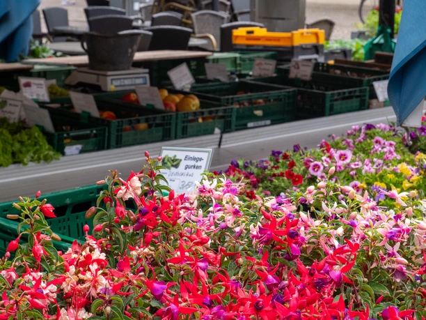 Gartenbaubetrieb Ernst Plagge Auswahl frischer Blumen an einem Marktstand