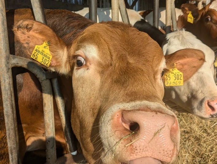 Kuh auf dem Familienbauernhof Fass Kuh auf dem Familienbauernhof Fass