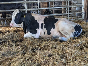 Kuh auf dem Familienbauernhof Fass Kuh auf dem Familienbauernhof Fass