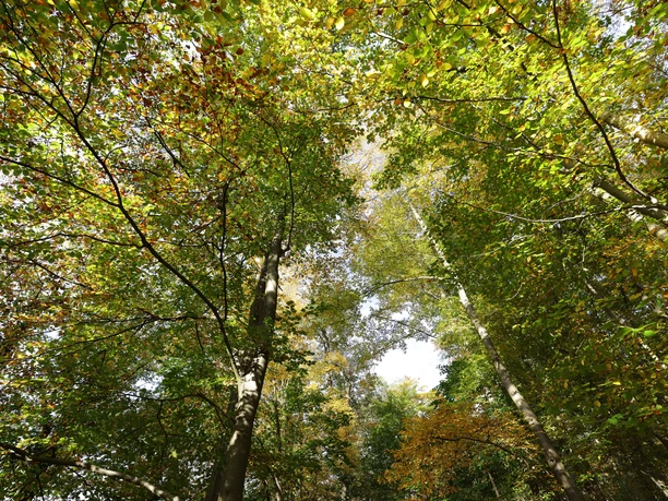 Heilklimapark in Königstein