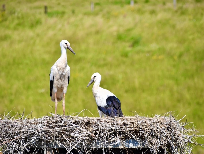 störche_ovenhausen_c_ralflueke (5).jpeg Zwei Störche im Storchennest